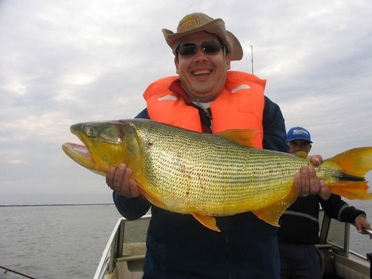 龍魚(yú)喂什么飼料最好：龍魚(yú)飼料的選擇 水族問(wèn)答 第2張