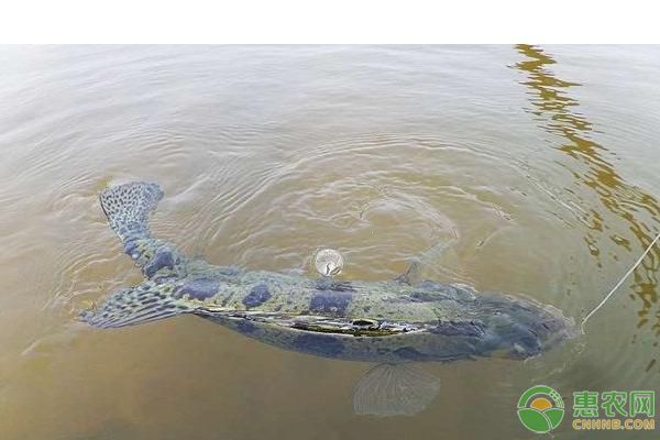 龍魚喂什么蝦好：喂養(yǎng)龍魚的蝦應(yīng)該如何選擇？ 水族問答 第1張