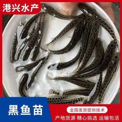 黑魚苗種培育成本對比：黑魚苗種培育成本對成本有影響，黑魚苗種培育飼料選擇技巧 其他寵物 第5張