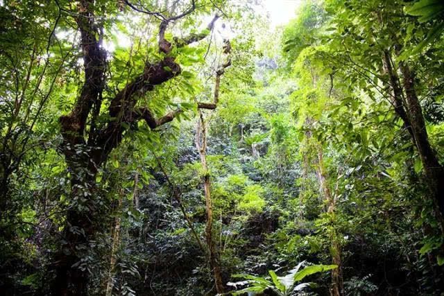 亞馬遜河生物多樣性保護(hù)策略：亞馬遜河生物多樣性保護(hù) 其他寵物 第5張