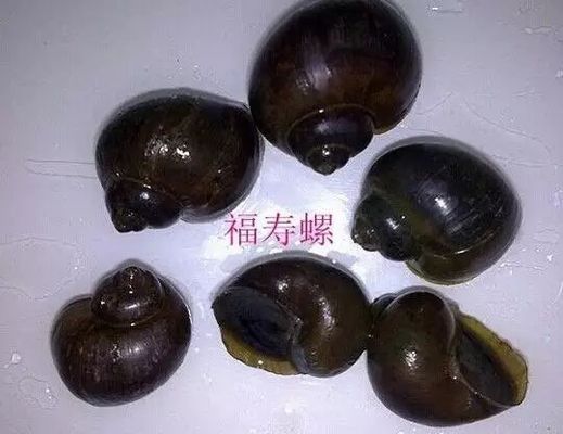 魚種食性對養(yǎng)殖的影響：魚類的食性對養(yǎng)殖有著深遠(yuǎn)的影響