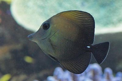 如何減少水族箱內(nèi)魚群爭斗：如何減少水族箱內(nèi)魚群的爭斗問題 其他寵物 第3張