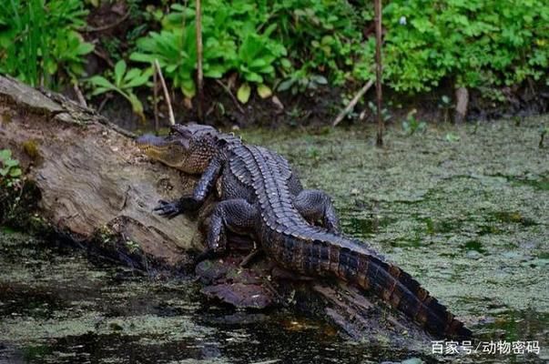 國際援助對鱷魚保護(hù)的作用：國際援助在鱷魚保護(hù)中扮演著關(guān)鍵角色 其他寵物 第1張