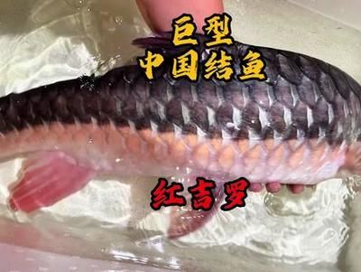 國(guó)結(jié)吉羅魚：國(guó)結(jié)吉羅魚在海洋生態(tài)研究中占有重要地位也是許多地區(qū)漁業(yè)重要資源 吉羅魚批發(fā) 第4張