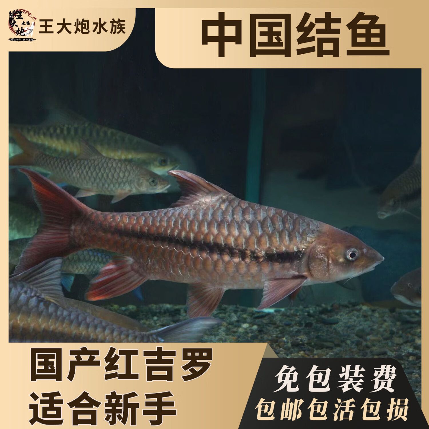 國(guó)結(jié)吉羅魚：國(guó)結(jié)吉羅魚在海洋生態(tài)研究中占有重要地位也是許多地區(qū)漁業(yè)重要資源 吉羅魚批發(fā) 第3張