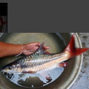 印尼紅結(jié)魚吉羅魚：印尼紅結(jié)魚吉羅魚價格 吉羅魚批發(fā) 第5張