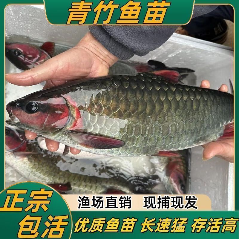 印尼紅結(jié)魚吉羅魚：印尼紅結(jié)魚吉羅魚價格 吉羅魚批發(fā) 第4張