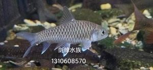 泰國尖嘴藍(lán)吉羅魚：尖嘴藍(lán)吉羅魚 吉羅魚批發(fā) 第1張