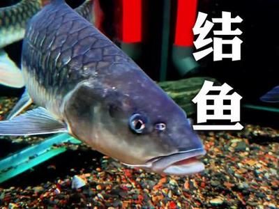 橋街吉羅魚：橋街吉羅魚是一種在淡水和咸水環(huán)境中都常見的魚類 吉羅魚批發(fā) 第2張