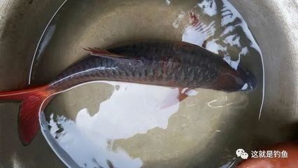 似野結魚吉羅魚：關于野結魚吉羅魚的介紹 吉羅魚批發(fā) 第5張