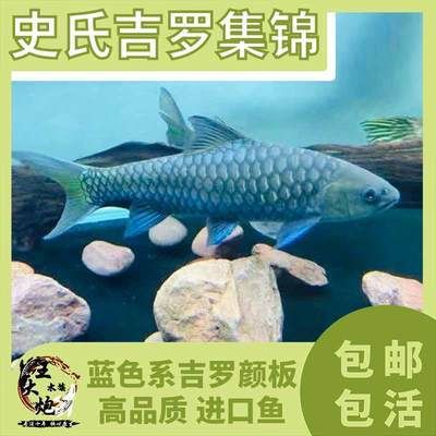 曼谷藍(lán)吉羅魚：保山藍(lán)吉羅魚養(yǎng)殖技術(shù)