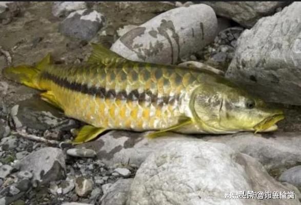 老版盈江吉羅魚：“老版盈江吉羅魚”是中國云南省德宏傣族自治州盈江縣的特產(chǎn)