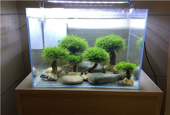 魚池水質(zhì)檢測頻率指南：魚池水質(zhì)檢測頻率建議 其他寵物 第1張