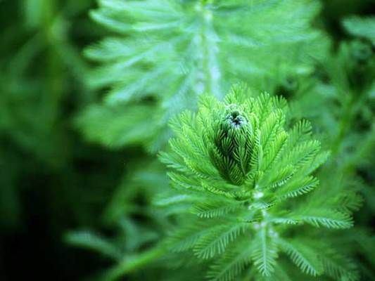 金魚蕨對水質(zhì)的影響：金魚蕨對水質(zhì)有什么影響？ 其他寵物 第3張