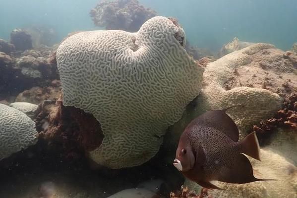 溫度變化對鯊魚種群數(shù)量的影響：海洋溫度變化對鯊魚種群數(shù)量的影響 其他寵物 第5張