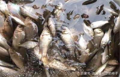 雪鯽魚(yú)最佳養(yǎng)殖水溫控制：雪鯽魚(yú)養(yǎng)殖水溫控制 其他寵物 第4張