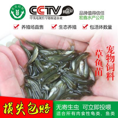 一眉道人魚苗專用飼料配方：一眉道人魚苗的飼料配方需要考慮到它們的成長(zhǎng)階段和營(yíng)養(yǎng)需求 其他寵物 第4張