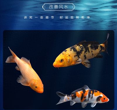 大正錦鯉魚常見疾病的預防方法：大正錦鯉魚日常護理要點 其他寵物 第5張