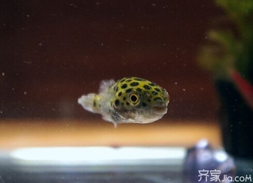 潛水艇魚(yú)適宜水溫控制方法：潛水艇魚(yú)冬季保溫技巧潛水艇魚(yú)夏季降溫方案 其他寵物 第1張