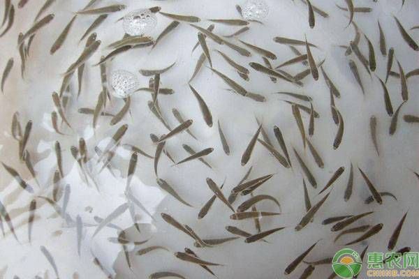 水質管理對魚苗健康影響：水質管理對魚苗健康的具體影響及其管理要點 其他寵物 第1張