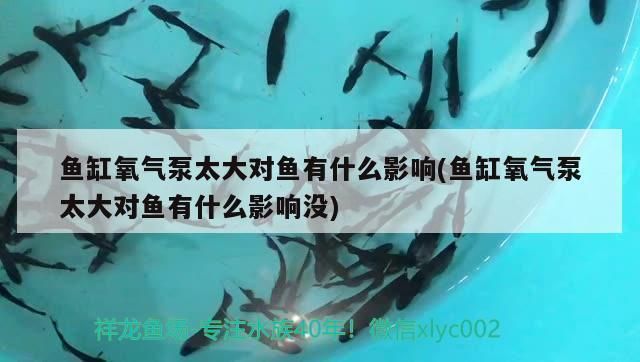 氧氣泵對(duì)熱帶魚的影響：合理使用氧氣泵對(duì)熱帶魚的健康和生存有著積極的影響 其他寵物 第2張