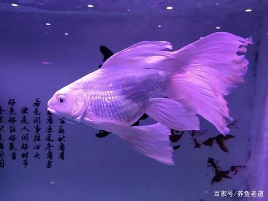 魚體表異常的自我治療方法：觀賞魚體表異常怎么辦 其他寵物 第3張