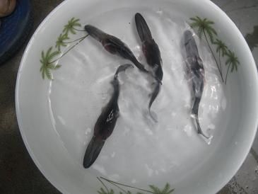 鴨嘴魚(yú)苗種溫差管理：鴨嘴魚(yú)苗種溫差管理是確保其健康成長(zhǎng)的關(guān)鍵因素