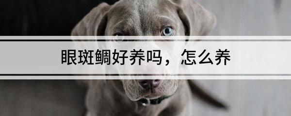 如何馴化眼斑鯛接受魚肉塊：眼斑鯛如何接受魚肉塊 其他寵物 第2張