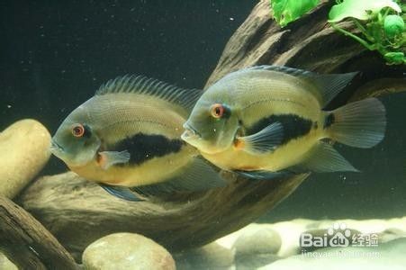 黑云魚適宜飼料選擇：黑云魚自配飼料食譜分享黑云魚自配飼料食譜分享 其他寵物 第3張