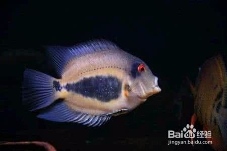 黑云魚適宜飼料選擇：黑云魚自配飼料食譜分享黑云魚自配飼料食譜分享 其他寵物 第1張