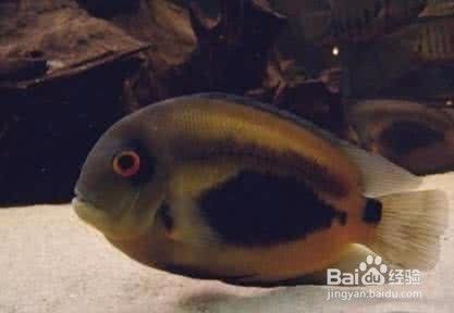 黑云魚適宜飼料選擇：黑云魚自配飼料食譜分享黑云魚自配飼料食譜分享 其他寵物 第4張