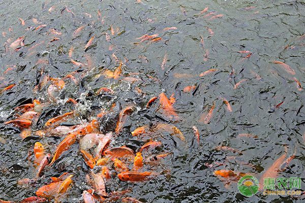 熱帶魚疾病預(yù)防方法：如何判斷熱帶魚健康狀況，熱帶魚常見疾病癥狀識(shí)別，魚缸清潔頻率及方法 其他寵物 第4張