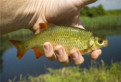 泰龐海鰱魚的食用價(jià)值探究：泰龐海鰱魚的價(jià)格 其他寵物 第1張