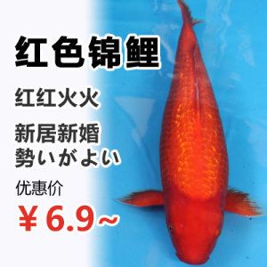 大正錦鯉飼料營(yíng)養(yǎng)成分表：大正錦鯉飼料品牌推薦