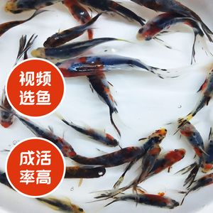 大正錦鯉飼料營養(yǎng)成分表：大正錦鯉飼料品牌推薦 其他寵物 第4張