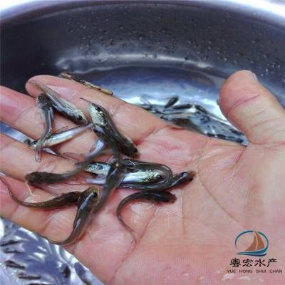 魚苗生長(zhǎng)環(huán)境優(yōu)化方案：魚苗生長(zhǎng)環(huán)境優(yōu)化方案提高魚苗成活率和生長(zhǎng)速度 其他寵物 第5張