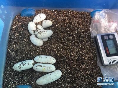 玉鯖魚繁殖水溫調(diào)控方法：玉鯖魚繁殖周期及特點(diǎn)玉鯖魚繁殖水質(zhì)管理技巧