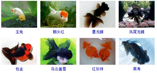 玉鯖魚繁殖水溫調(diào)控方法：玉鯖魚繁殖周期及特點(diǎn)玉鯖魚繁殖水質(zhì)管理技巧 其他寵物 第2張