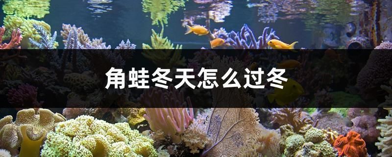 印尼三紋虎冬季養(yǎng)護(hù)技巧：印尼三紋虎冬季養(yǎng)護(hù)技巧：三紋虎冬季水溫控制方法 其他寵物 第3張