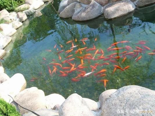 如何科學(xué)投喂錦鯉魚餌料：科學(xué)投喂錦鯉魚餌料的方法 其他寵物 第2張