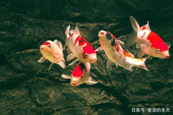 如何科學(xué)投喂錦鯉魚餌料：科學(xué)投喂錦鯉魚餌料的方法 其他寵物 第5張