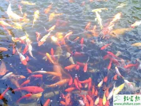 如何判斷錦鯉魚飼料的新鮮度：判斷錦鯉魚飼料的新鮮度可以通過以下幾種方法判斷 其他寵物 第1張