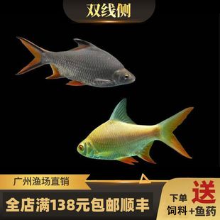 雙線側(cè)魚(yú)疾病預(yù)防措施：雙線側(cè)魚(yú)疾病預(yù)防方法 其他寵物 第4張