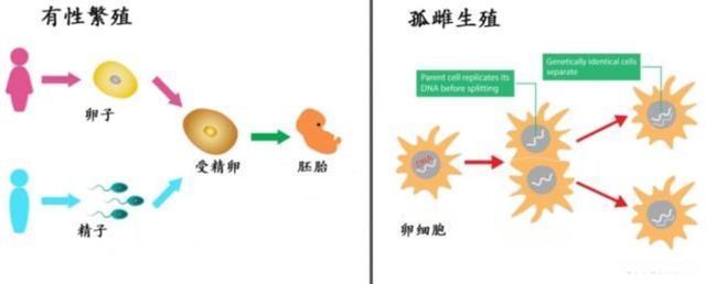 鯊魚孤雌生殖的環(huán)境適應(yīng)性：鯊魚孤雌生殖的基因變異研究 其他寵物 第4張