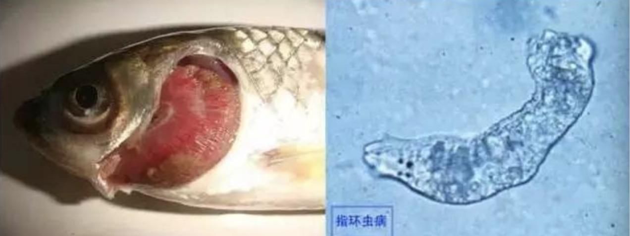 指環(huán)蟲病對魚的影響：指環(huán)蟲病對魚的影響及其防治方法 其他寵物 第1張