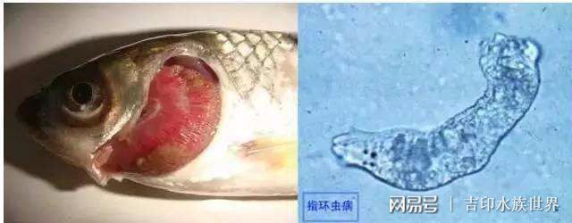 指環(huán)蟲病對魚的影響：指環(huán)蟲病對魚的影響及其防治方法 其他寵物 第2張