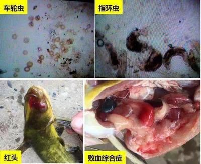 指環(huán)蟲病對魚的影響：指環(huán)蟲病對魚的影響及其防治方法 其他寵物 第5張