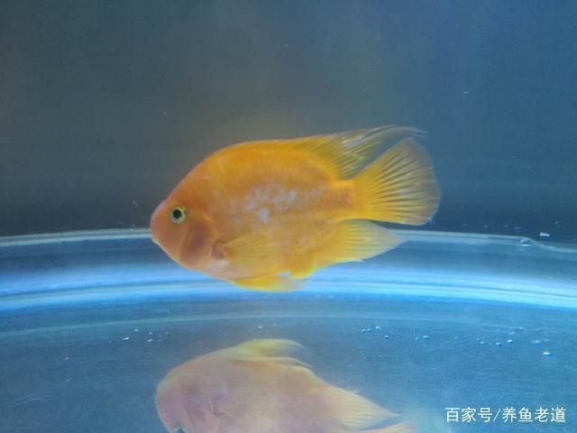 幼魚(yú)隔離期水質(zhì)管理技巧：幼魚(yú)的隔離期水質(zhì)管理技巧 其他寵物 第4張