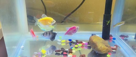 新魚入缸后的日常護理要點：新魚入缸后如何正確喂食？ 其他寵物 第4張