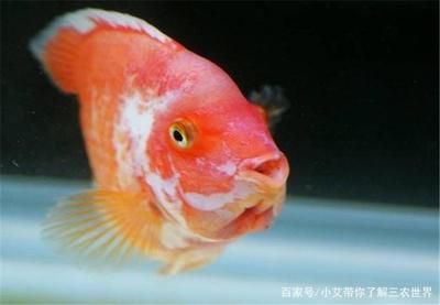 鴨嘴鯊魚冬季養(yǎng)護(hù)技巧：鴨嘴鯊魚冬季養(yǎng)護(hù)技巧包括保持水溫穩(wěn)定、確保水中有充足的溶解氧